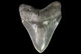 Serrated, Fossil Megalodon Tooth - Collector Quality! #75799-1